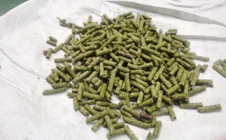 鋸末顆粒一噸能賺多少？顆粒機(jī)廠家給你算了一筆賬