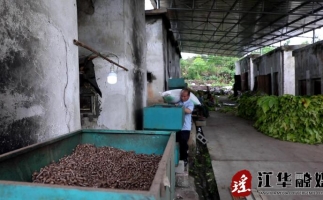 湖南省永州市江華縣：“綠色烘烤”助力煙農(nóng)提質增收